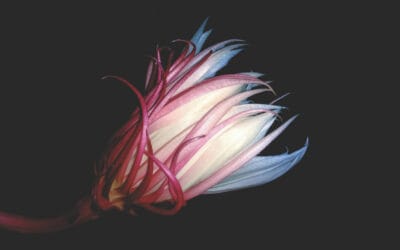 The Importance of Underrepresented Asset Classes in Defined Contribution Pension Schemes