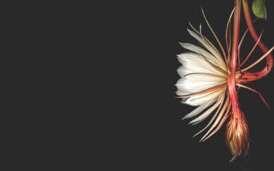 DC investment under the microscope, with the Virtual Panel