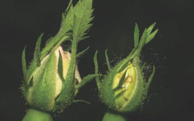 ESG v sustainability: are we heading in the right direction?