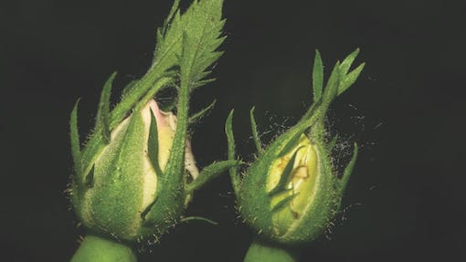 ESG v sustainability: are we heading in the right direction?