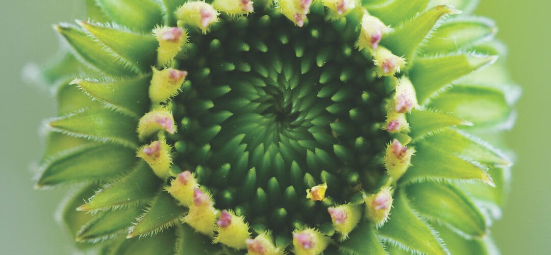 DC pensions – as simple as possible, as complex as necessary