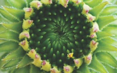 DC pensions – as simple as possible, as complex as necessary