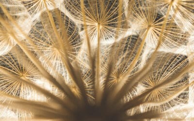 The Decumulation Opportunity: Learnings for the UK From Around the Globe