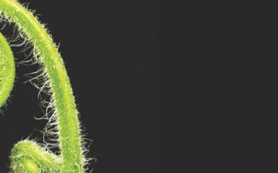 DCIF tackles LinkedIn learning curve with digital expert