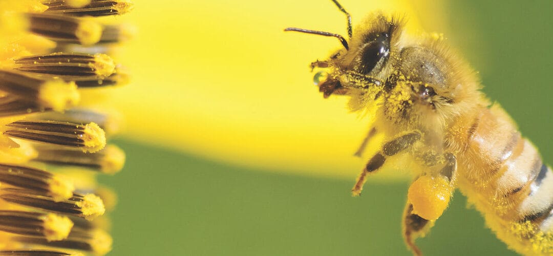 a bee approaches a flower