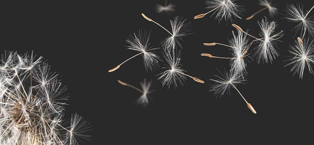 Scheme excellence profile: USS