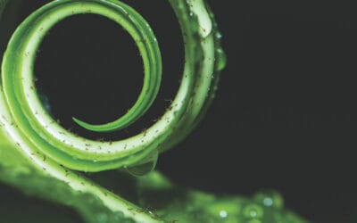 Really attractive but often impractical