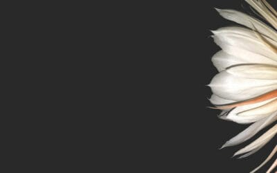 Building resilience in uncertain times: The case for infrastructure equity in DC funds