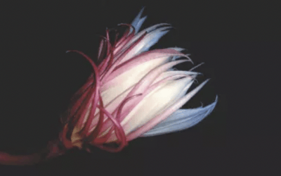 DC Investment Forum elects new chair and vice chair