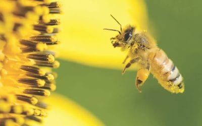 SDR and Anti-Geenwashing