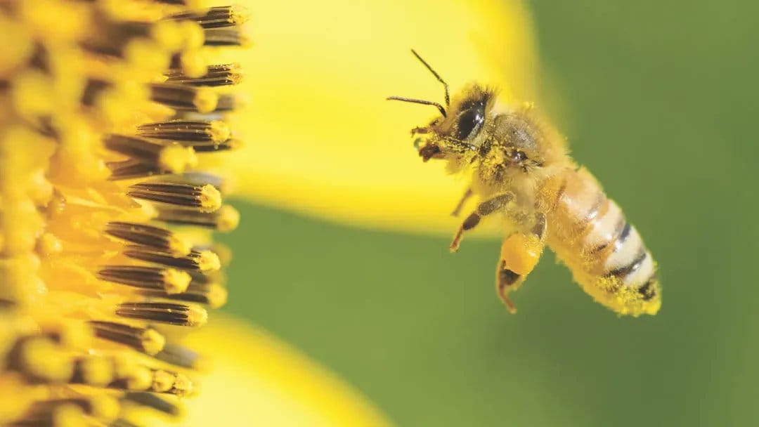 SDR and Anti-Geenwashing